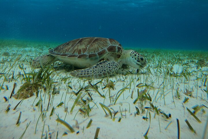 Snorklingstur i Cozumel, Mexiko, med havssköldpaddor och sjöstjärnor, foto 21 | wizardtrip