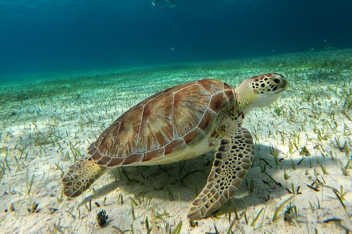 Snorklingstur i Cozumel, Mexiko, med havssköldpaddor och sjöstjärnor, foto 22 | wizardtrip