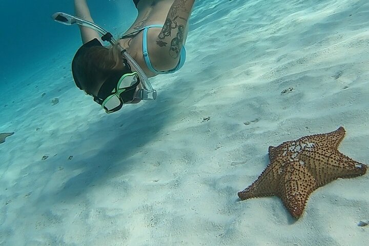 Snorklingstur i Cozumel, Mexiko, med havssköldpaddor och sjöstjärnor, foto 23 | wizardtrip