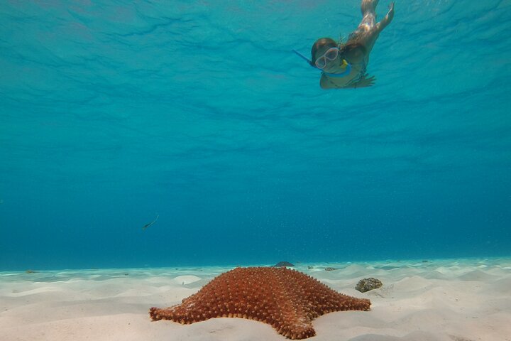Snorklingstur i Cozumel, Mexiko, med havssköldpaddor och sjöstjärnor, foto 24 | wizardtrip