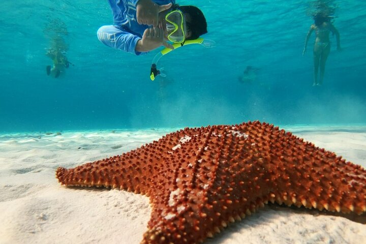 Snorklingstur i Cozumel, Mexiko, med havssköldpaddor och sjöstjärnor, foto 27 | wizardtrip