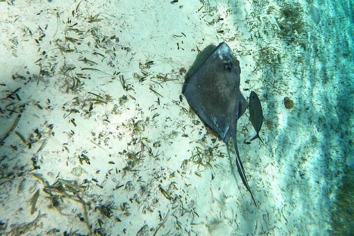 Snorklingstur i Cozumel, Mexiko, med havssköldpaddor och sjöstjärnor, foto 28 | wizardtrip