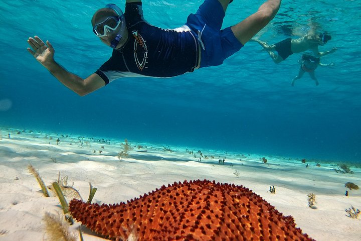 Snorklingstur i Cozumel, Mexiko, med havssköldpaddor och sjöstjärnor, foto 30 | wizardtrip