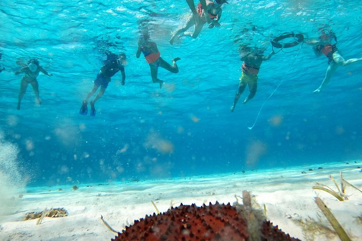 Snorklingstur i Cozumel, Mexiko, med havssköldpaddor och sjöstjärnor, foto 31 | wizardtrip