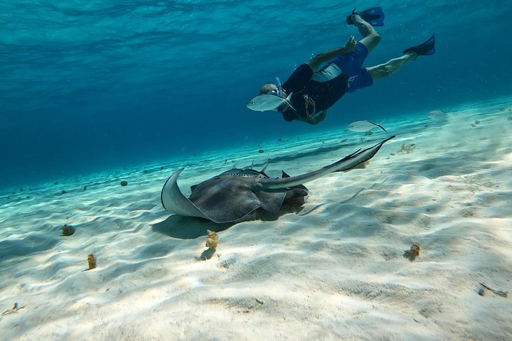 Snorklingstur i Cozumel, Mexiko, med havssköldpaddor och sjöstjärnor, foto 32 | wizardtrip