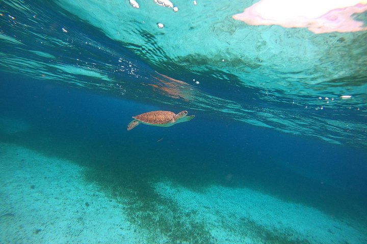 Snorklingstur i Cozumel, Mexiko, med havssköldpaddor och sjöstjärnor, foto 33 | wizardtrip