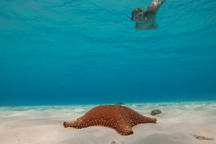 Snorklingstur i Cozumel, Mexiko, med havssköldpaddor och sjöstjärnor, foto 34 | wizardtrip