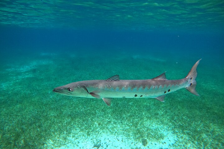 Snorklingstur i Cozumel, Mexiko, med havssköldpaddor och sjöstjärnor, foto 35 | wizardtrip