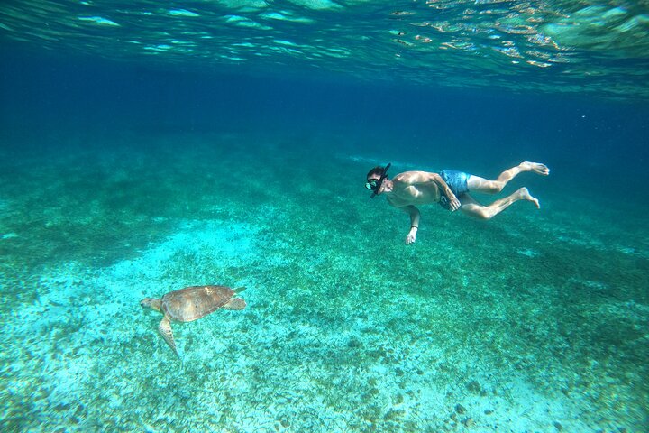 Snorklingstur i Cozumel, Mexiko, med havssköldpaddor och sjöstjärnor, foto 36 | wizardtrip