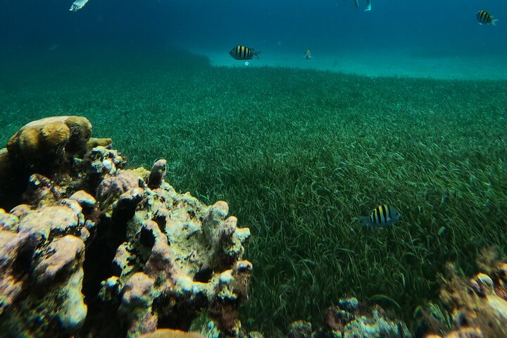 Snorklingstur i Cozumel, Mexiko, med havssköldpaddor och sjöstjärnor, foto 37 | wizardtrip
