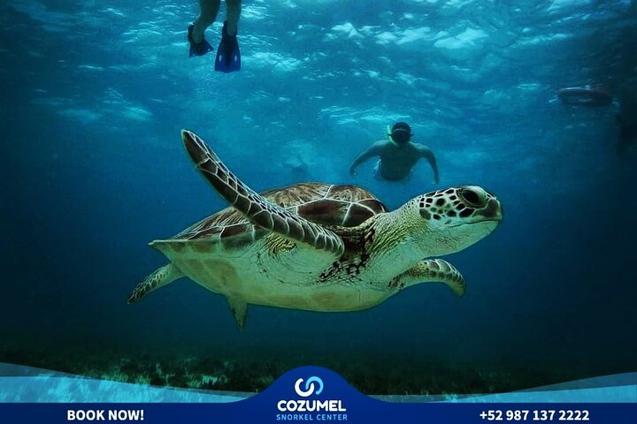 Snorklingstur i Cozumel, Mexiko, med havssköldpaddor och sjöstjärnor, foto 40 | wizardtrip