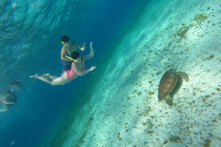 Snorklingstur i Cozumel, Mexiko, med havssköldpaddor och sjöstjärnor, foto 43 | wizardtrip