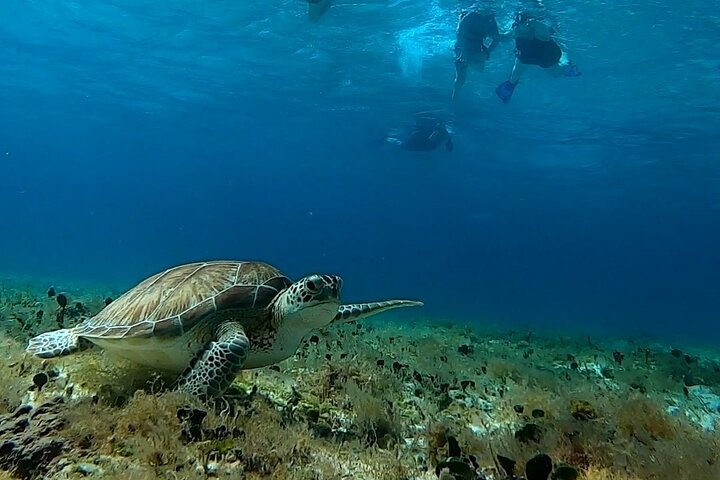 Snorklingstur i Cozumel, Mexiko, med havssköldpaddor och sjöstjärnor, foto 44 | wizardtrip