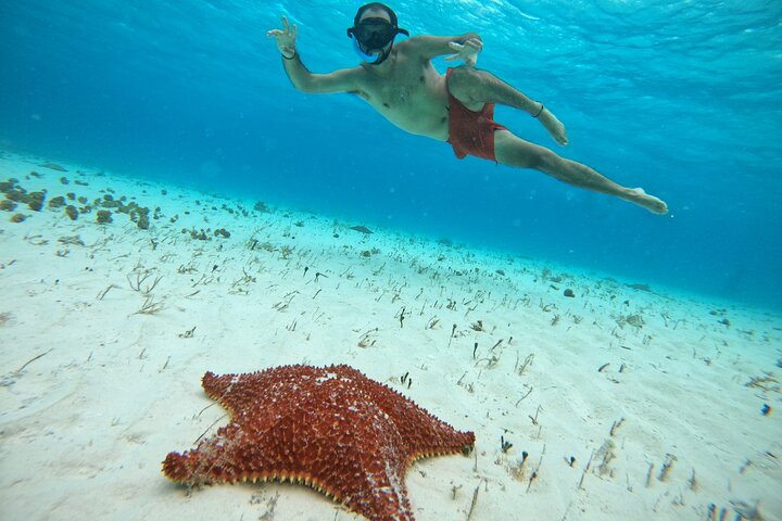Snorklingstur i Cozumel, Mexiko, med havssköldpaddor och sjöstjärnor, foto 46 | wizardtrip