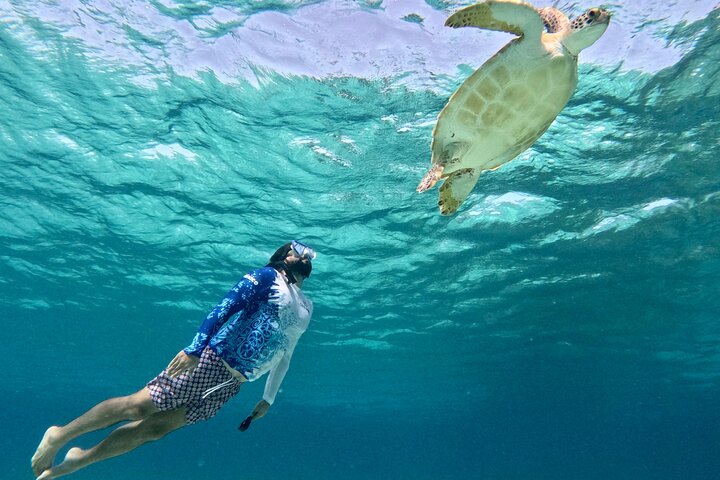 Snorklingstur i Cozumel, Mexiko, med havssköldpaddor och sjöstjärnor, foto 47 | wizardtrip