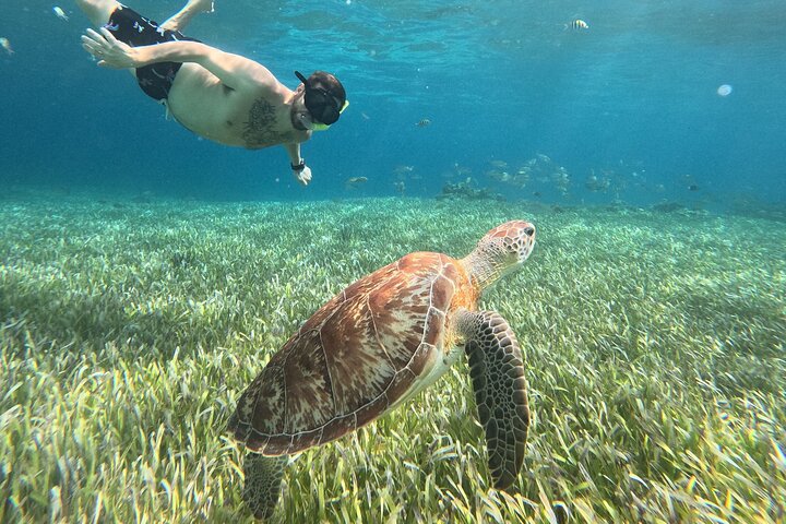 Snorklingstur i Cozumel, Mexiko, med havssköldpaddor och sjöstjärnor, foto 48 | wizardtrip