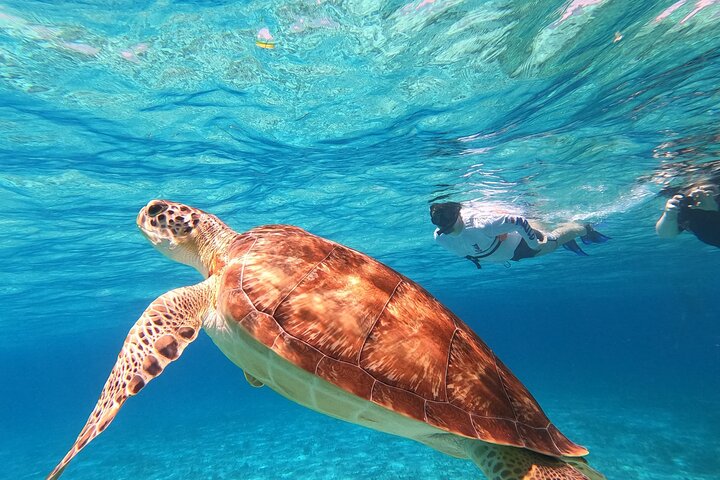 4-timmars Cozumel Turtle Sanctuary-upplevelse på lyxig katamaran | wizardtrip