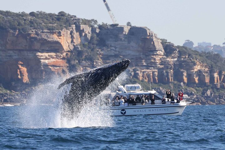 Whale Watching Boat Trip in Sydney | wizardtrip