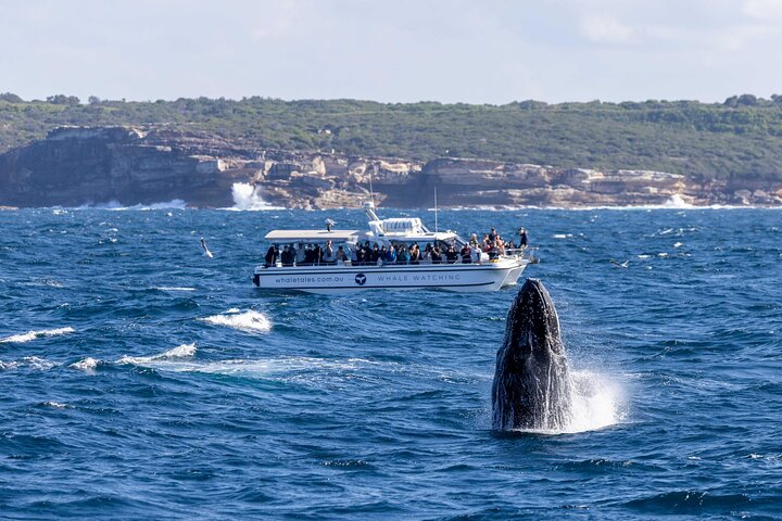 Whale watching boat trip in Sydney Harbour, Australia, with views of whales and landmarks, photo 6 | wizardtrip