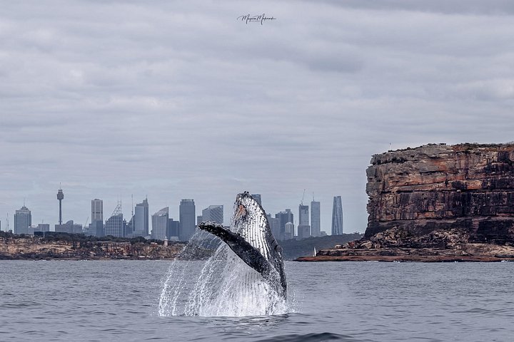 Whale watching boat trip in Sydney Harbour, Australia, with views of whales and landmarks, photo 7 | wizardtrip