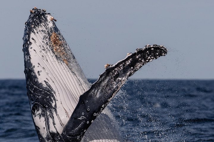 Whale watching boat trip in Sydney Harbour, Australia, with views of whales and landmarks, photo 8 | wizardtrip