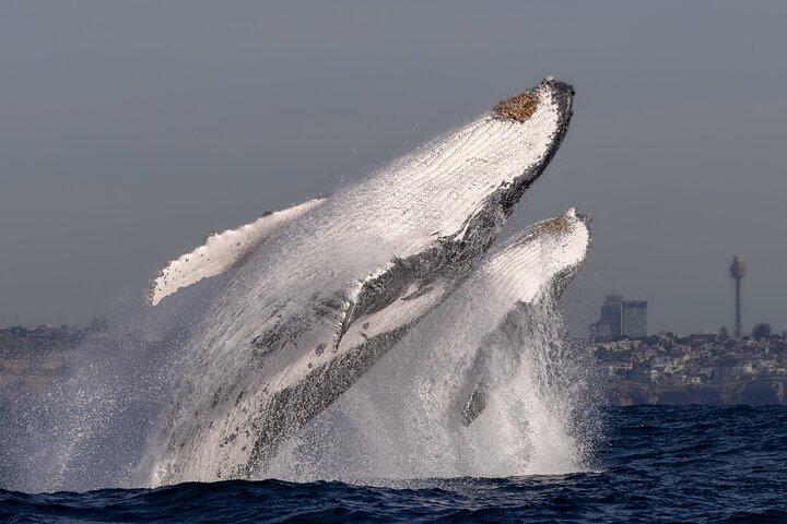 Whale watching boat trip in Sydney Harbour, Australia, with views of whales and landmarks, photo 9 | wizardtrip