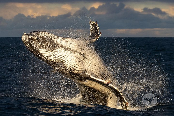 Whale watching boat trip in Sydney Harbour, Australia, with views of whales and landmarks, photo 10 | wizardtrip