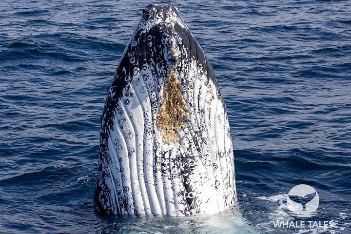 Whale watching boat trip in Sydney Harbour, Australia, with views of whales and landmarks, photo 11 | wizardtrip