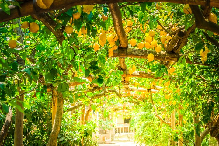 Praktische Italiaanse kookles en boerderijtour aan de Amalfikust, Italië, foto 15 | wizardtrip