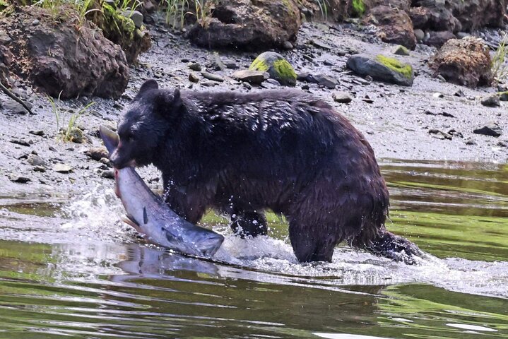 ケチカンのプライベートカスタムツアーで、地元の観光スポットや野生動物を巡ります、写真6 | wizardtrip