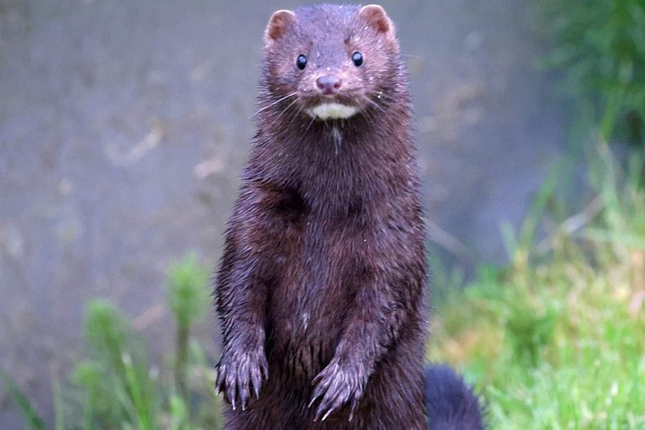 ケチカンのプライベートカスタムツアーで、地元の観光スポットや野生動物を巡ります、写真9 | wizardtrip