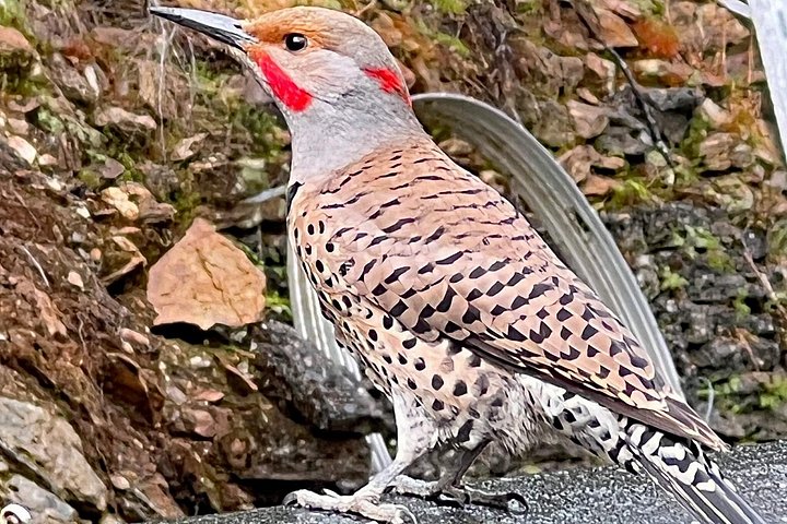 ケチカンのプライベートカスタムツアーで、地元の観光スポットや野生動物を巡ります、写真13 | wizardtrip