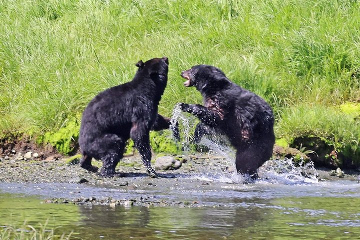 ケチカンのプライベートカスタムツアーで、地元の観光スポットや野生動物を巡ります、写真17 | wizardtrip