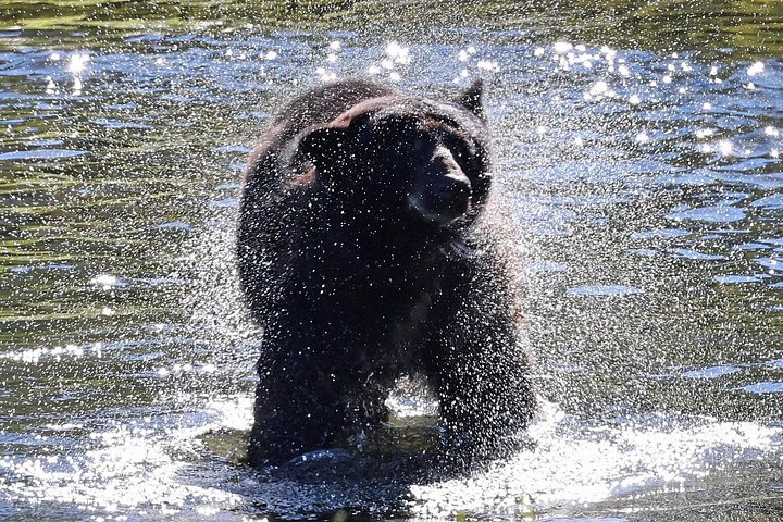 ケチカンのプライベートカスタムツアーで、地元の観光スポットや野生動物を巡ります、写真20 | wizardtrip