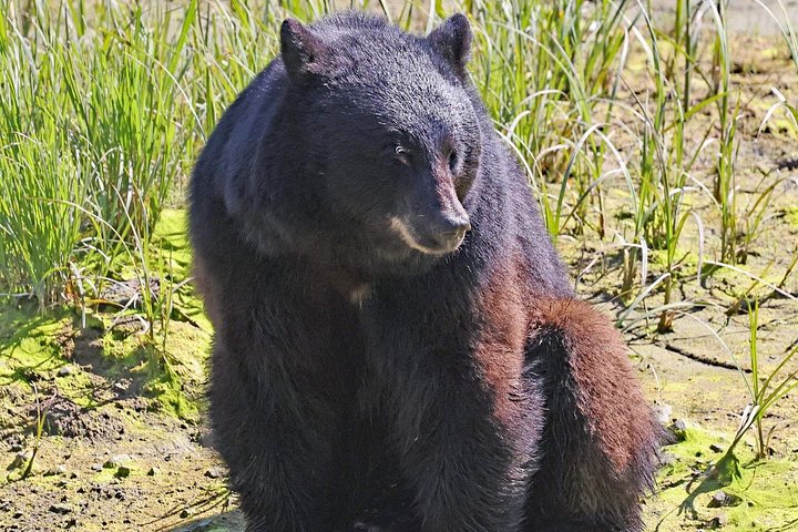 ケチカンのプライベートカスタムツアーで、地元の観光スポットや野生動物を巡ります、写真21 | wizardtrip
