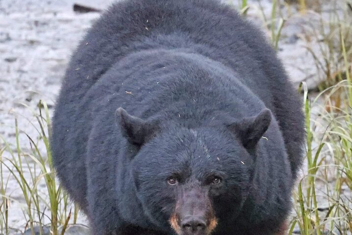 ケチカンのプライベートカスタムツアーで、地元の観光スポットや野生動物を巡ります、写真22 | wizardtrip