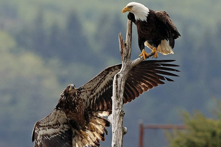 ケチカンのプライベートカスタムツアーで、地元の観光スポットや野生動物を巡ります、写真26 | wizardtrip