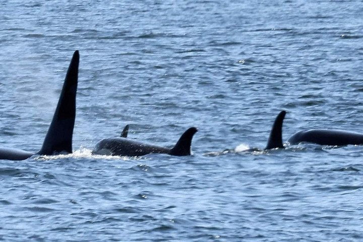ケチカンのプライベートカスタムツアーで、地元の観光スポットや野生動物を巡ります、写真31 | wizardtrip