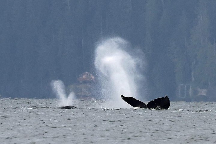 ケチカンのプライベートカスタムツアーで、地元の観光スポットや野生動物を巡ります、写真33 | wizardtrip