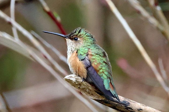 ケチカンのプライベートカスタムツアーで、地元の観光スポットや野生動物を巡ります、写真34 | wizardtrip