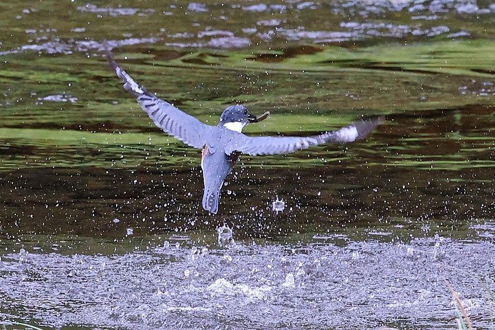 ケチカンのプライベートカスタムツアーで、地元の観光スポットや野生動物を巡ります、写真35 | wizardtrip