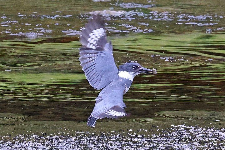 ケチカンのプライベートカスタムツアーで、地元の観光スポットや野生動物を巡ります、写真36 | wizardtrip