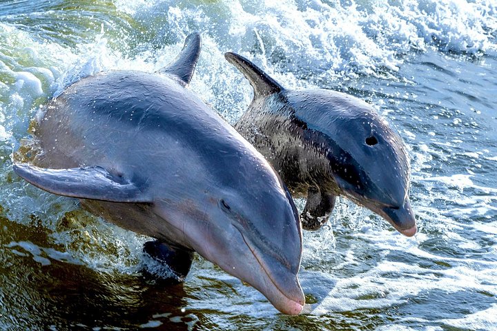 Private Shelling and Dolphin Excursion | wizardtrip