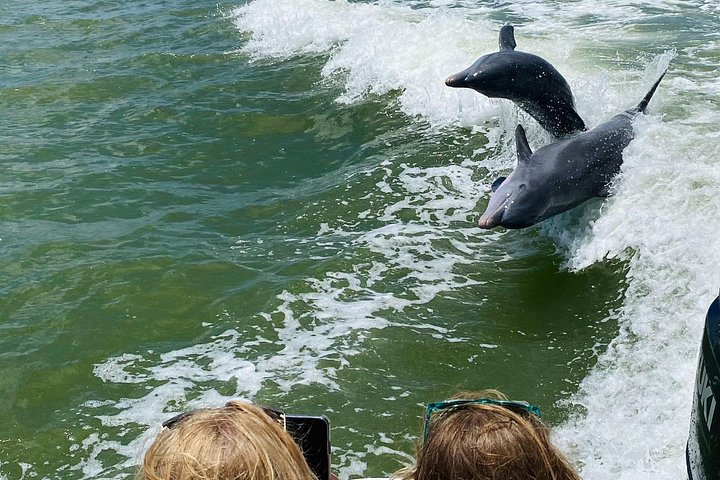 フロリダ州10,000アイランズでのシェル＆ドルフィンウォッチングのためのプライベートボートツアー、写真8 | wizardtrip