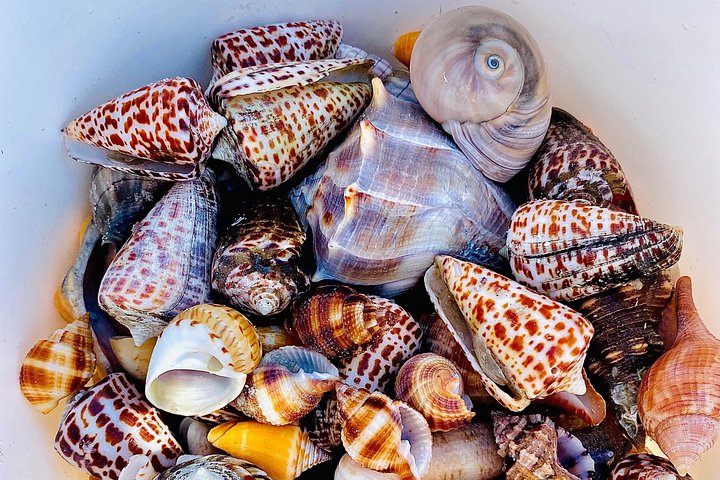 フロリダ州10,000アイランズでのシェル＆ドルフィンウォッチングのためのプライベートボートツアー、写真12 | wizardtrip