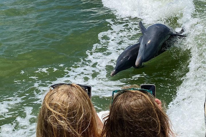 フロリダ州10,000アイランズでのシェル＆ドルフィンウォッチングのためのプライベートボートツアー、写真15 | wizardtrip