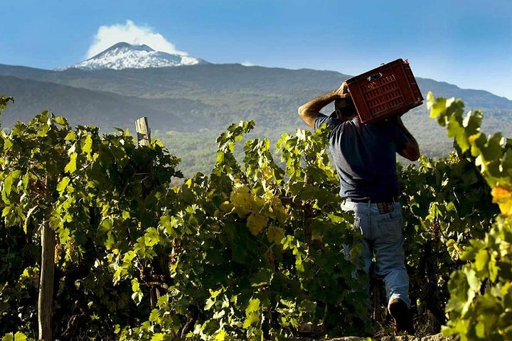 Privat vintur till vingårdar på Etna med provsmakningar och naturskön utsikt över Sicilien, foto 7 | wizardtrip