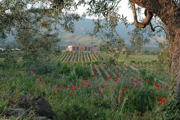 Privat vintur till vingårdar på Etna med provsmakningar och naturskön utsikt över Sicilien, foto 12 | wizardtrip
