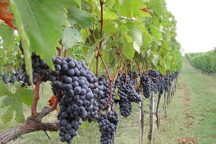 Privat vintur till vingårdar på Etna med provsmakningar och naturskön utsikt över Sicilien, foto 19 | wizardtrip