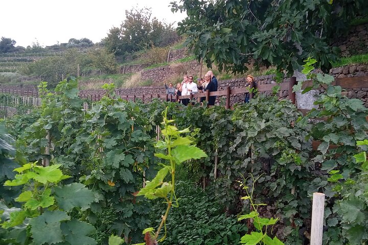 Privat vintur till vingårdar på Etna med provsmakningar och naturskön utsikt över Sicilien, foto 37 | wizardtrip